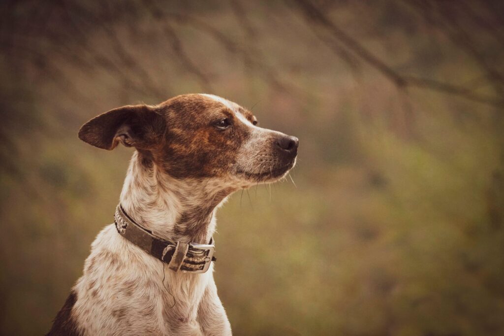 low platelets in dogs immune mediated thrombocytopenia or cancer