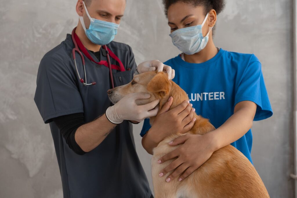 low potassium in ferrets with vomiting why its an emergency
