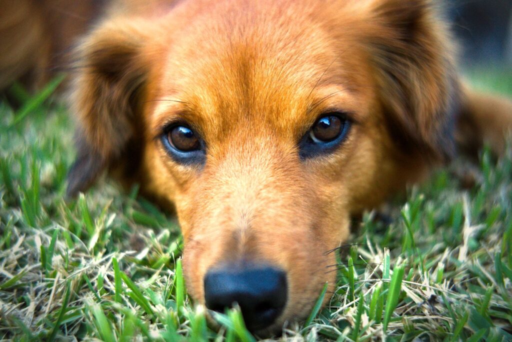 low rbc in dogs causes diagnosis and vet treatment