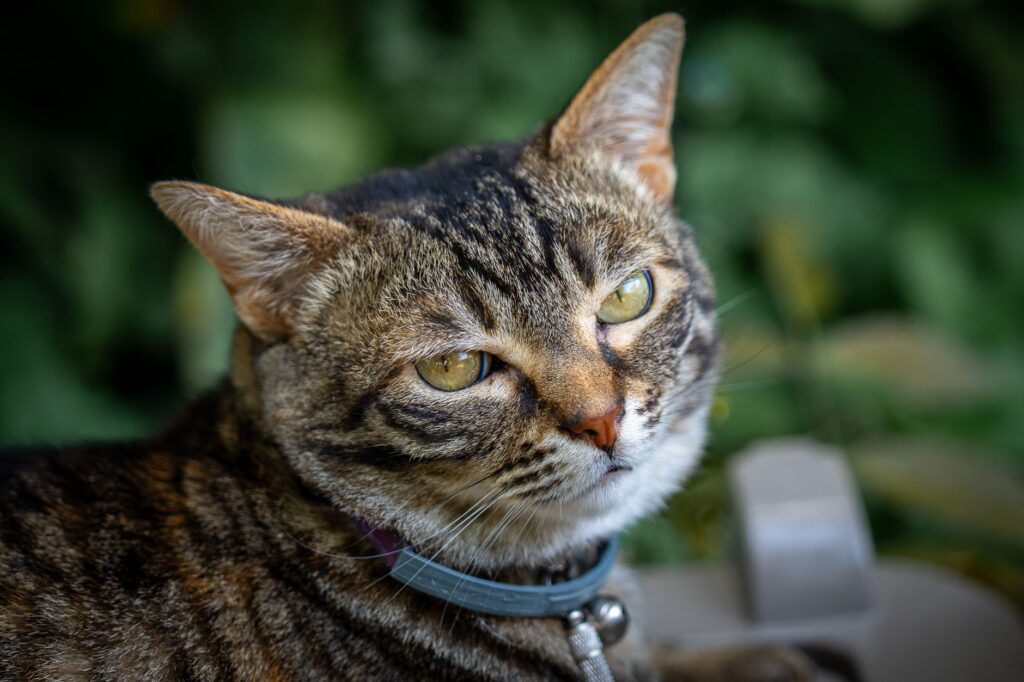 low sodium in cats causes diagnosis and vet treatment