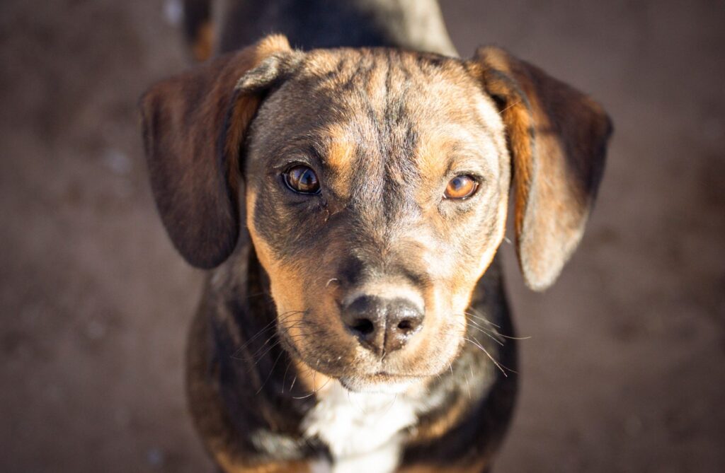 low sodium in dogs causes diagnosis and vet treatment