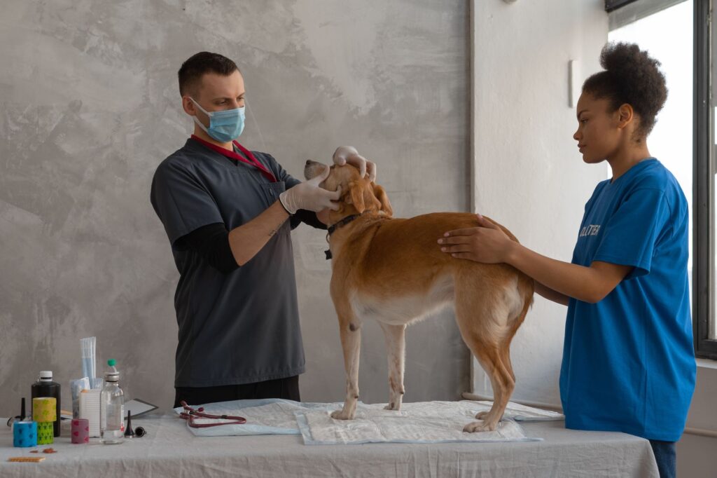 low sodium in ferrets hypoadrenocorticism signs on bloodwork