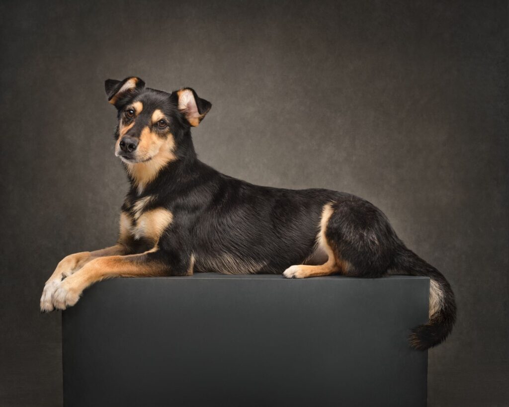 low t4 in dogs hypothyroidism or non thyroidal illness syndrome