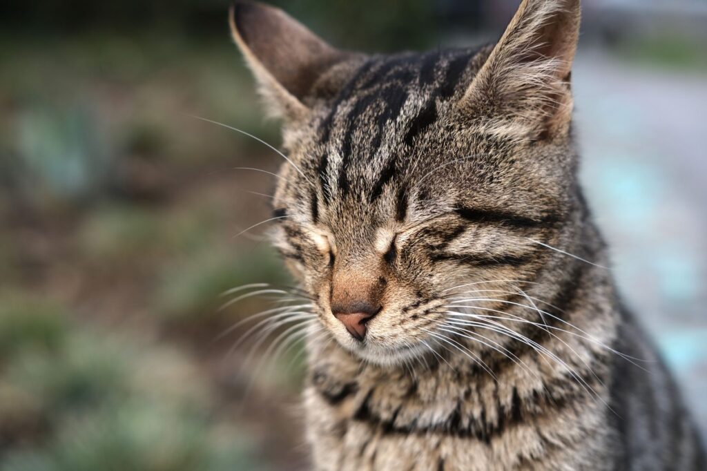 low wbc in cats causes diagnosis and vet treatment