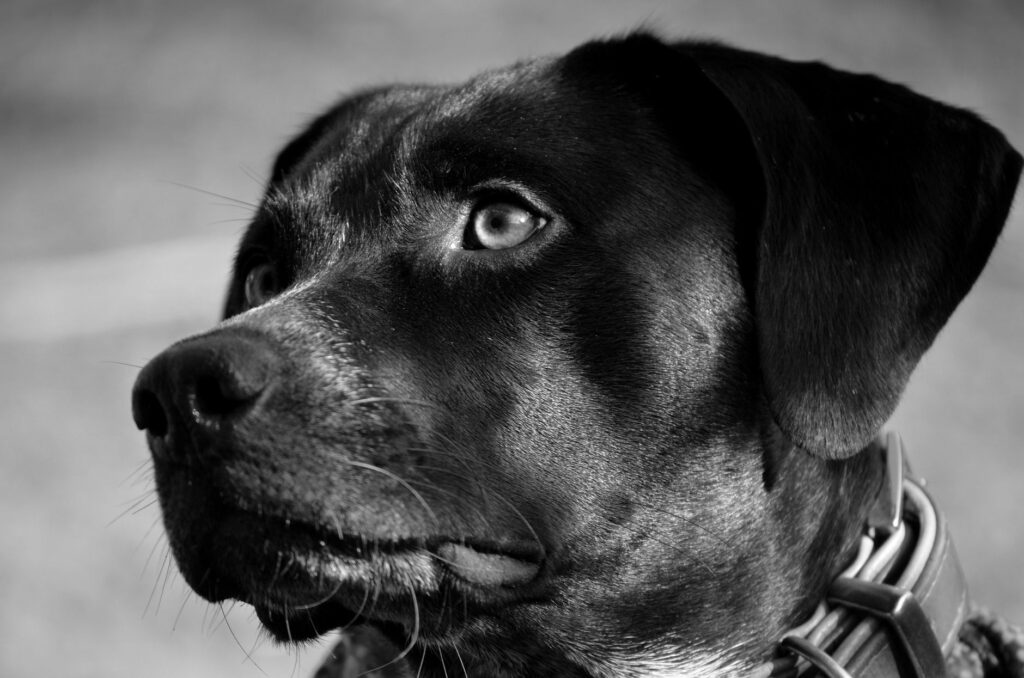 low wbc in dogs causes diagnosis and vet treatment