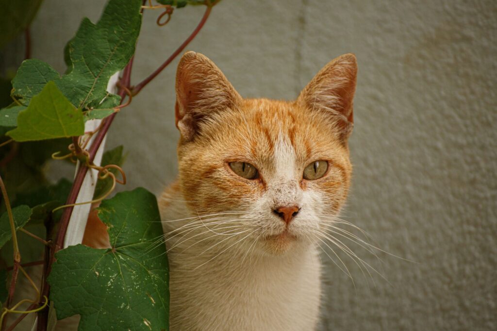 magnesium blood test in cats what it measures