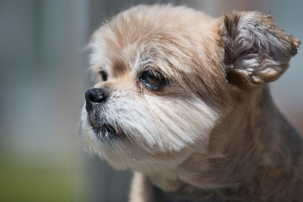 magnesium in dogs how to read and interpret the result