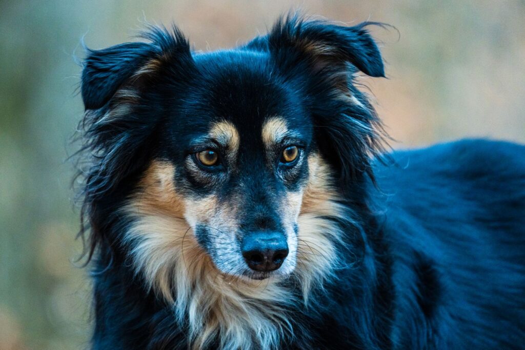 magnesium levels in puppies normal or not