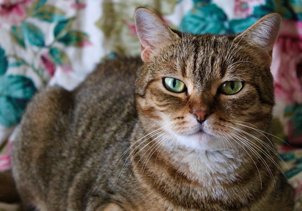 managing hyperthyroidism in senior cats through t4 testing