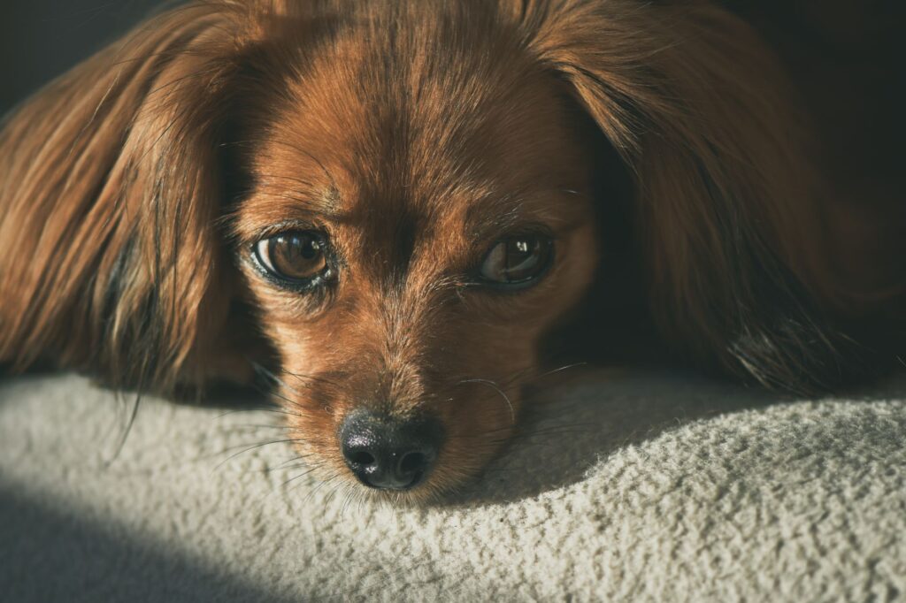 mch in dogs how to read and interpret the result