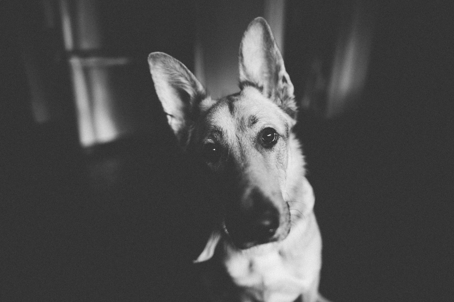 Veterinary care for a dog