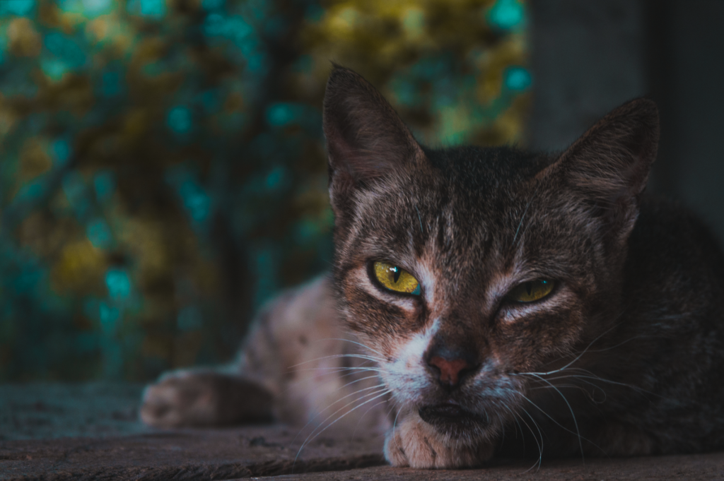mchc in cats how to read and interpret the result