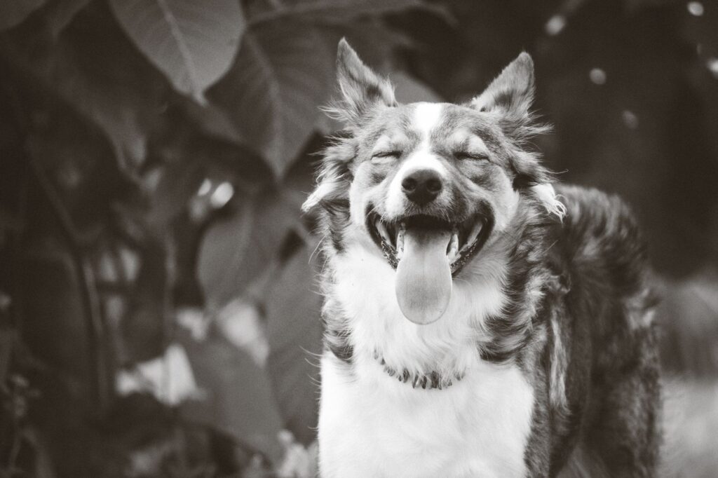 mchc in dogs how to read and interpret the result
