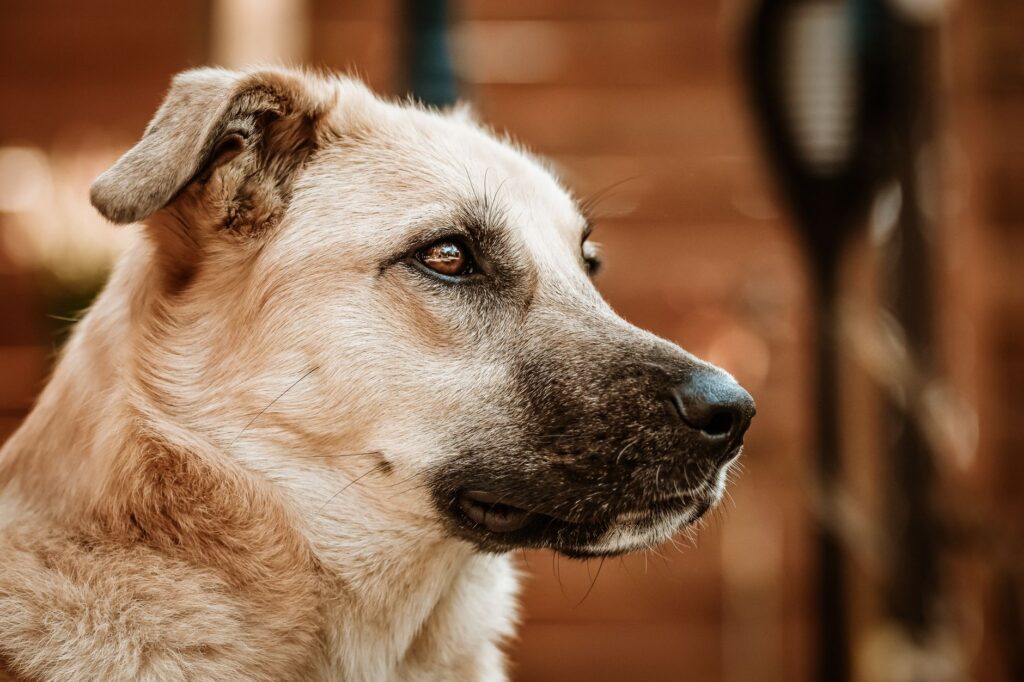 medications that raise alp in dogs