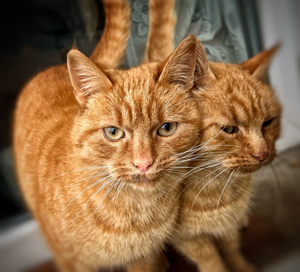 monitoring cobalamin levels in cats with chronic gastrointestinal dise