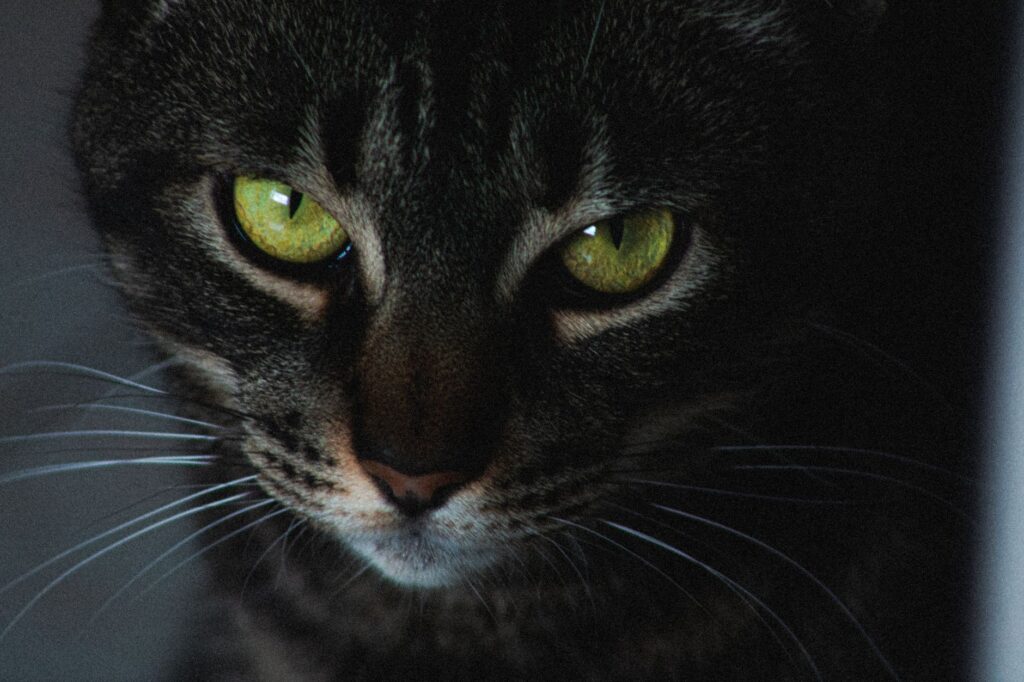 Monitoring Creatinine During NSAID Treatment in Cats