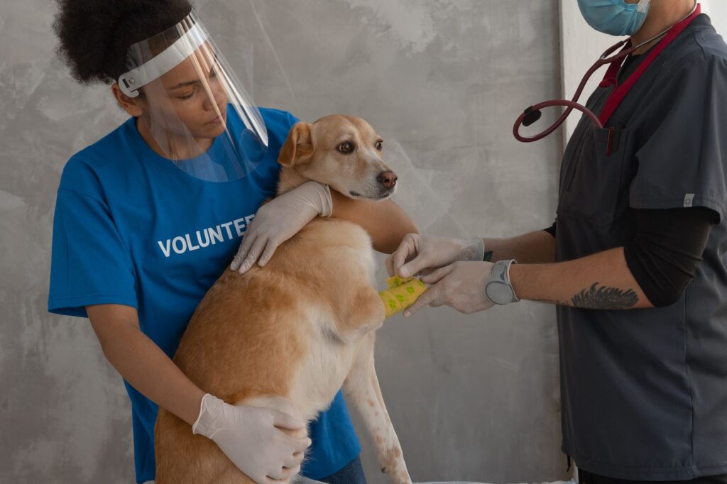 monitoring electrolyte imbalance in ferrets post vaccination