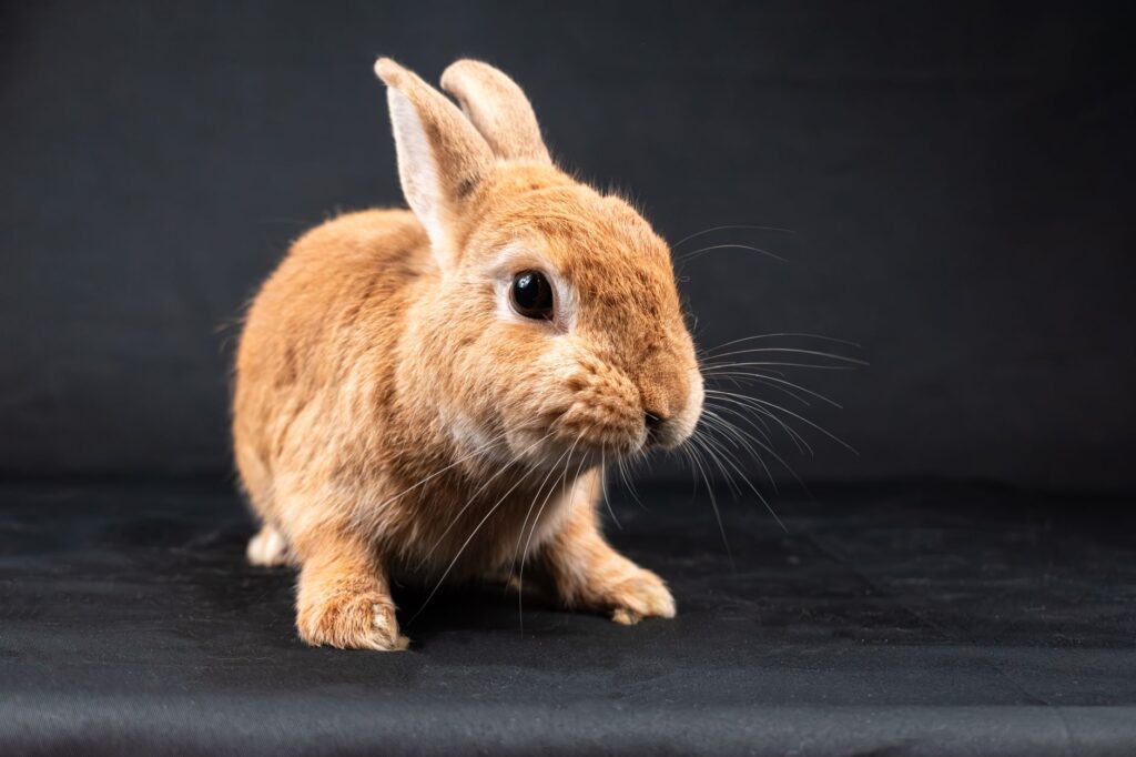 normal albumin ranges in rabbits by age