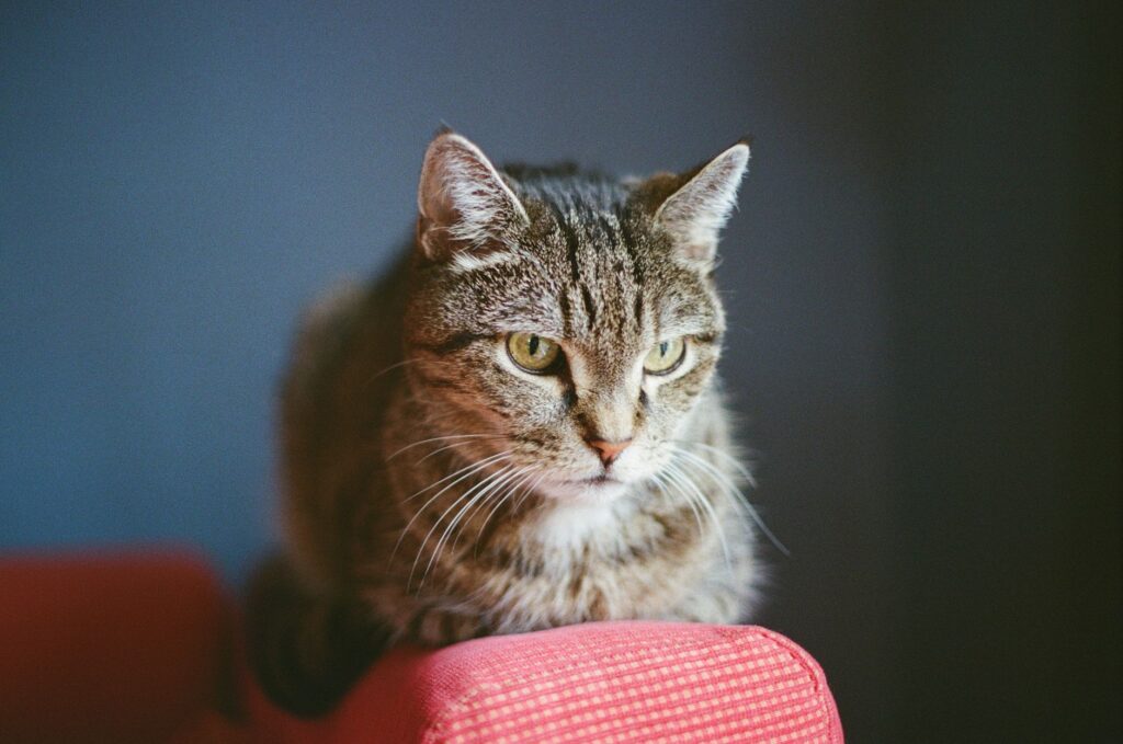 normal alp ranges in cats by age