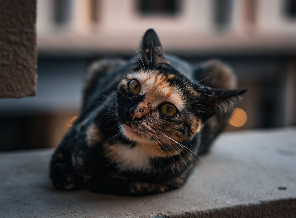 normal alt ranges in cats by age