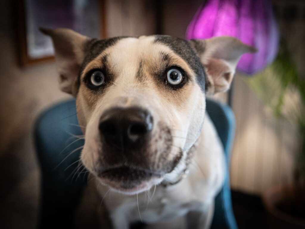 normal alt ranges in dogs by age