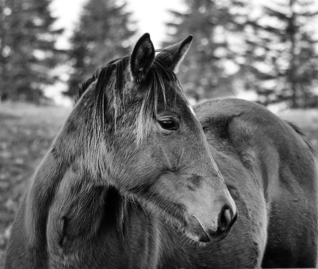 normal calcium ranges in horses by age