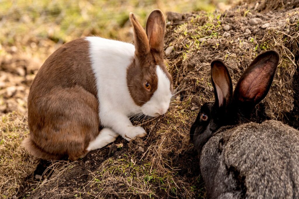 normal glucose ranges in rabbits by age