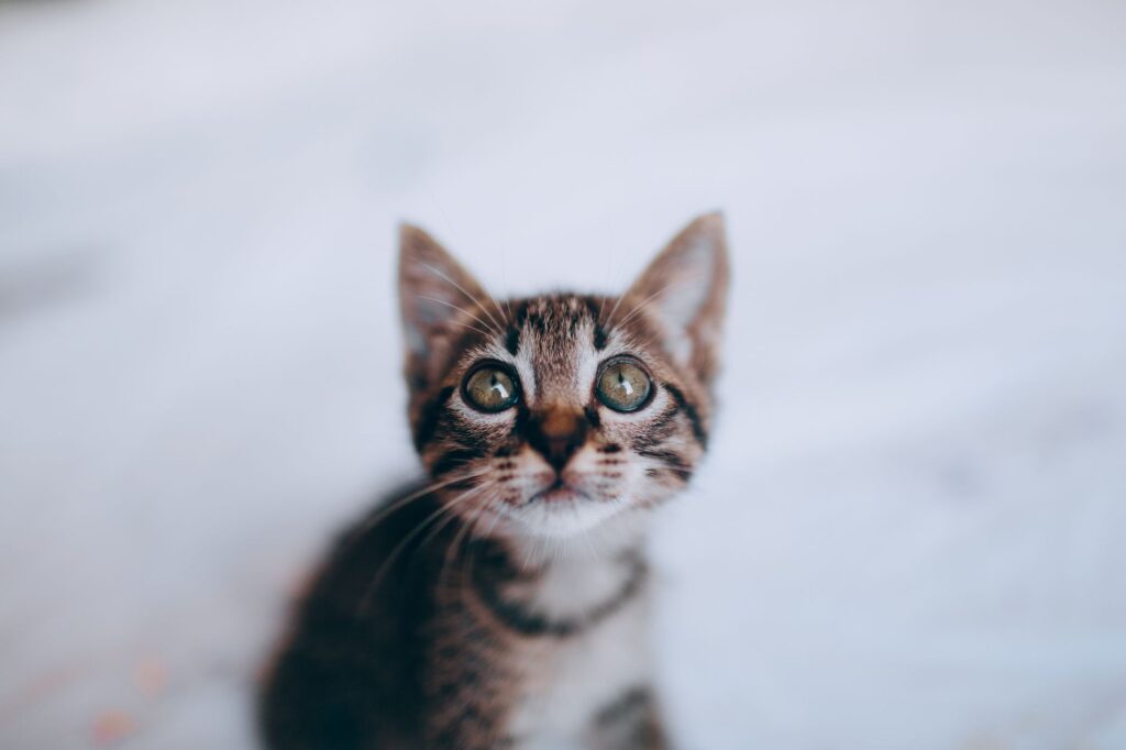 pancreatic enzymes in cats amylase lipase pli diagnosis