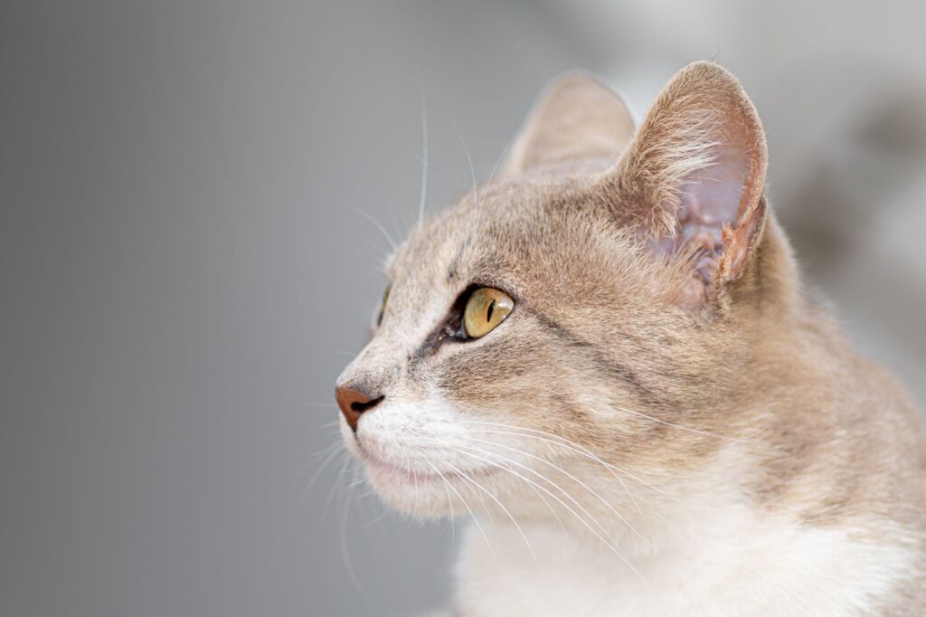 phosphorus blood test in cats what it measures