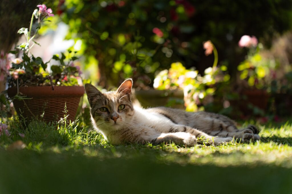 phosphorus levels in kittens normal or not