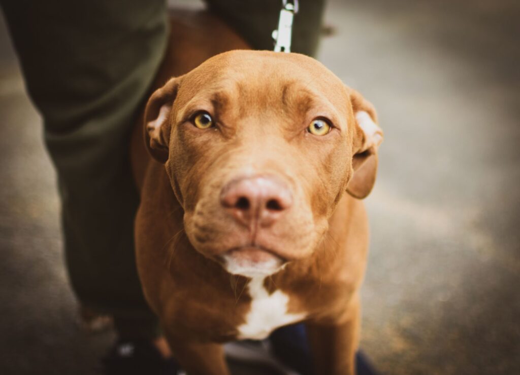 phosphorus levels in puppies normal or not