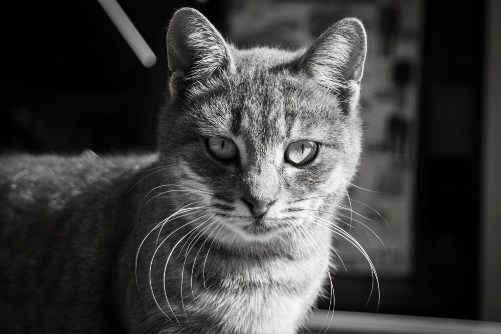 platelets blood test in cats what it measures
