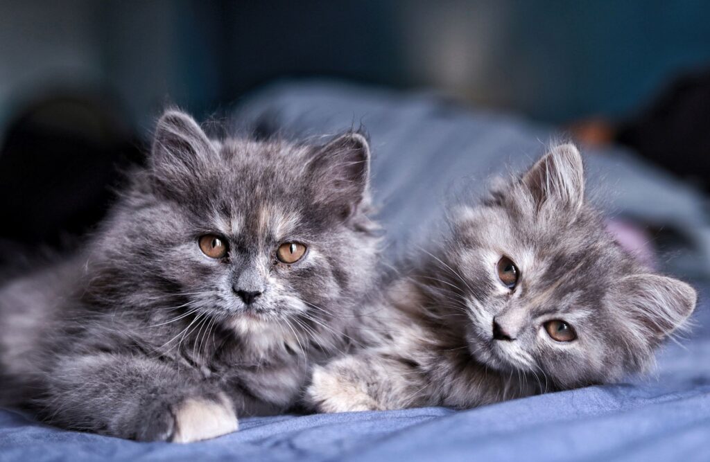 platelets in cats how to read and interpret the result