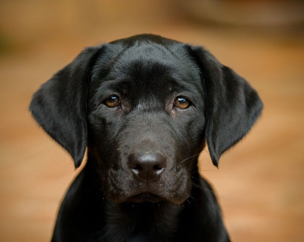 platelets in dogs how to read and interpret the result
