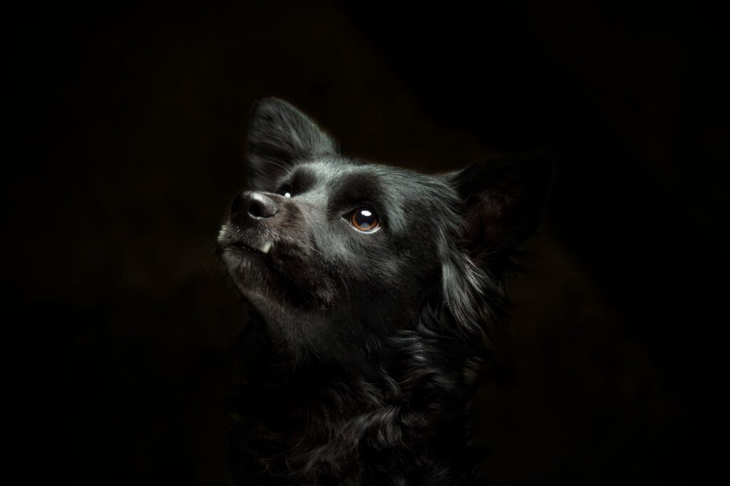platelets levels in puppies normal or not