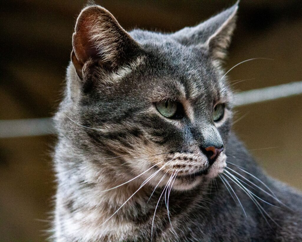 potassium blood test in cats what it measures