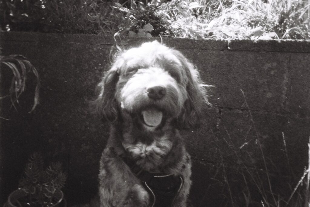 potassium in dogs how to read and interpret the result
