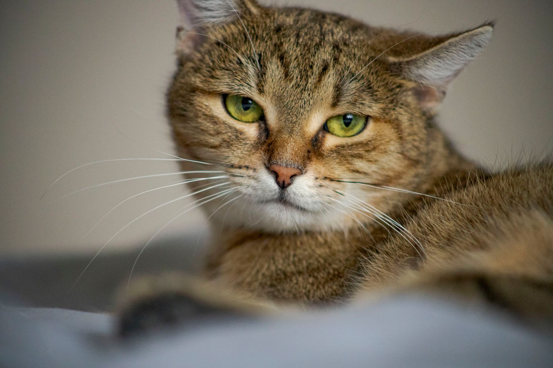 Veterinary care for a cat