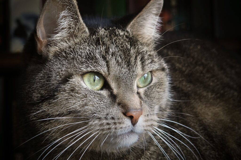 rbc in cats how to read and interpret the result