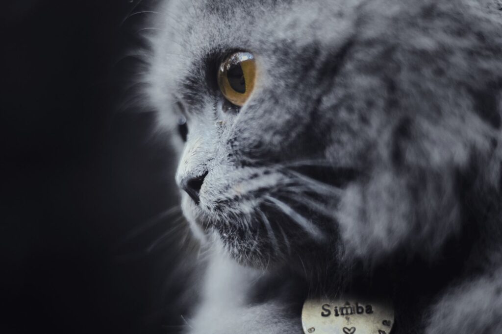rbc levels in kittens normal or not