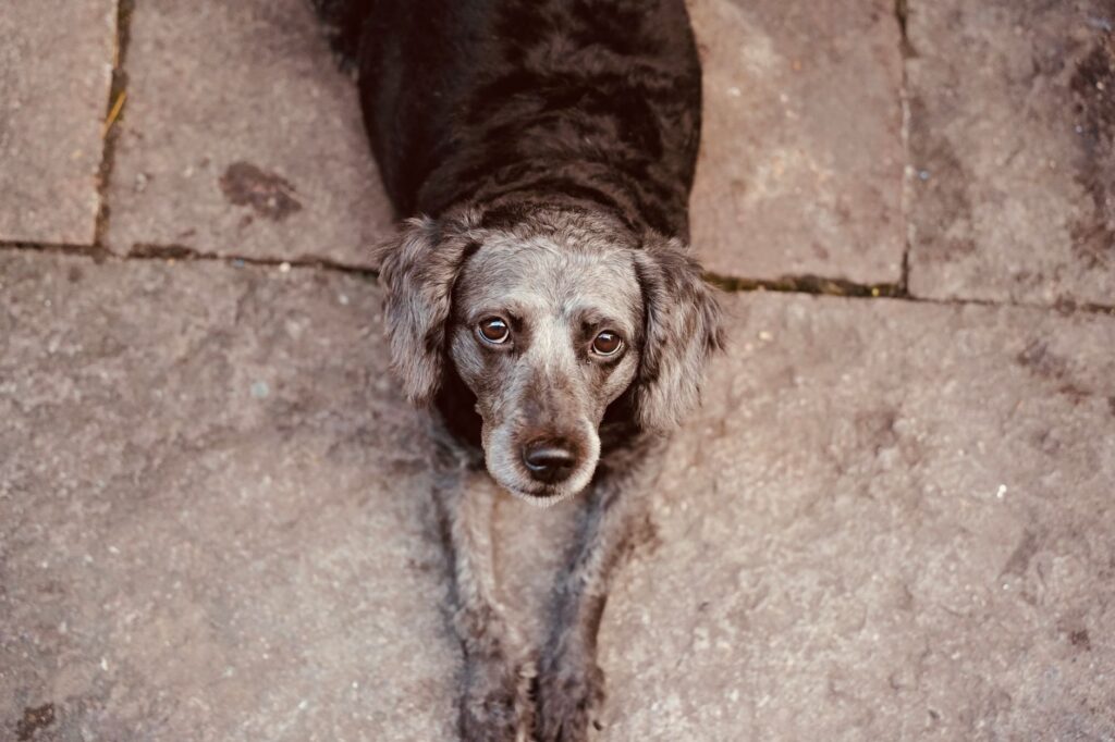 rbc levels in puppies normal or not
