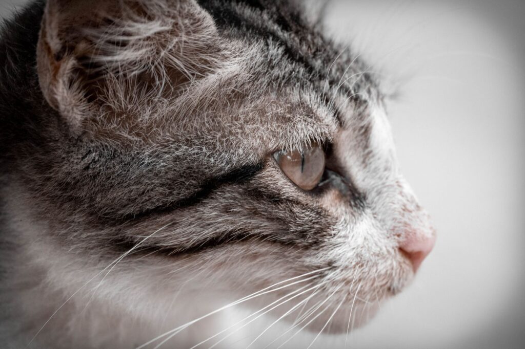 rising alt over time in cats trend interpretation