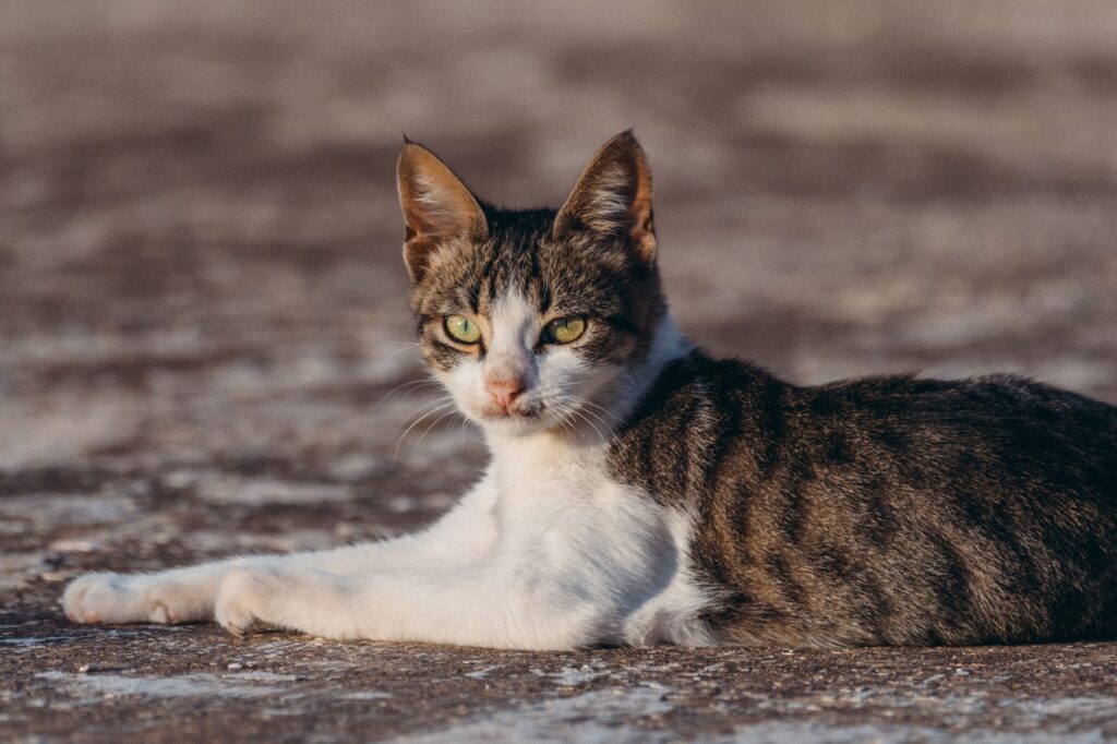 rising bun over time in cats trend interpretation