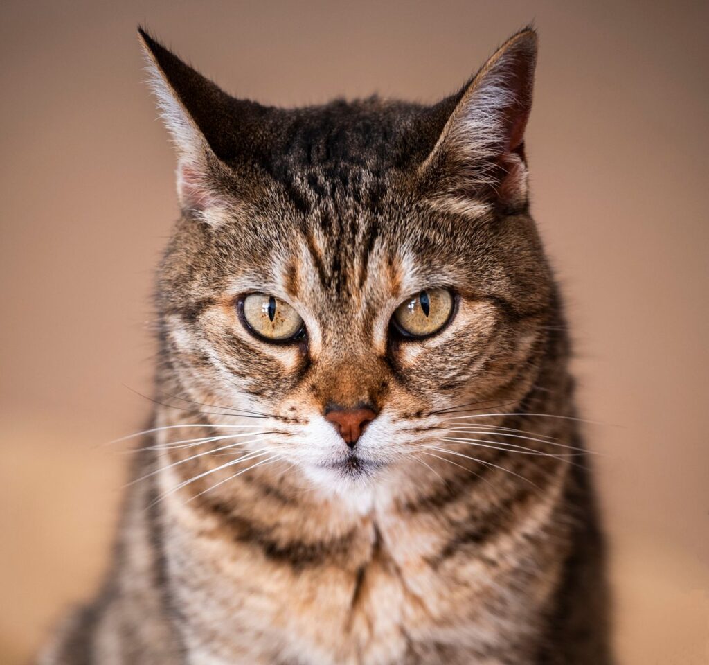 rising creatinine over time in cats trend interpretation