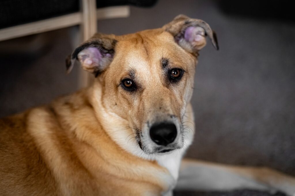 sdma blood test in dogs what it measures