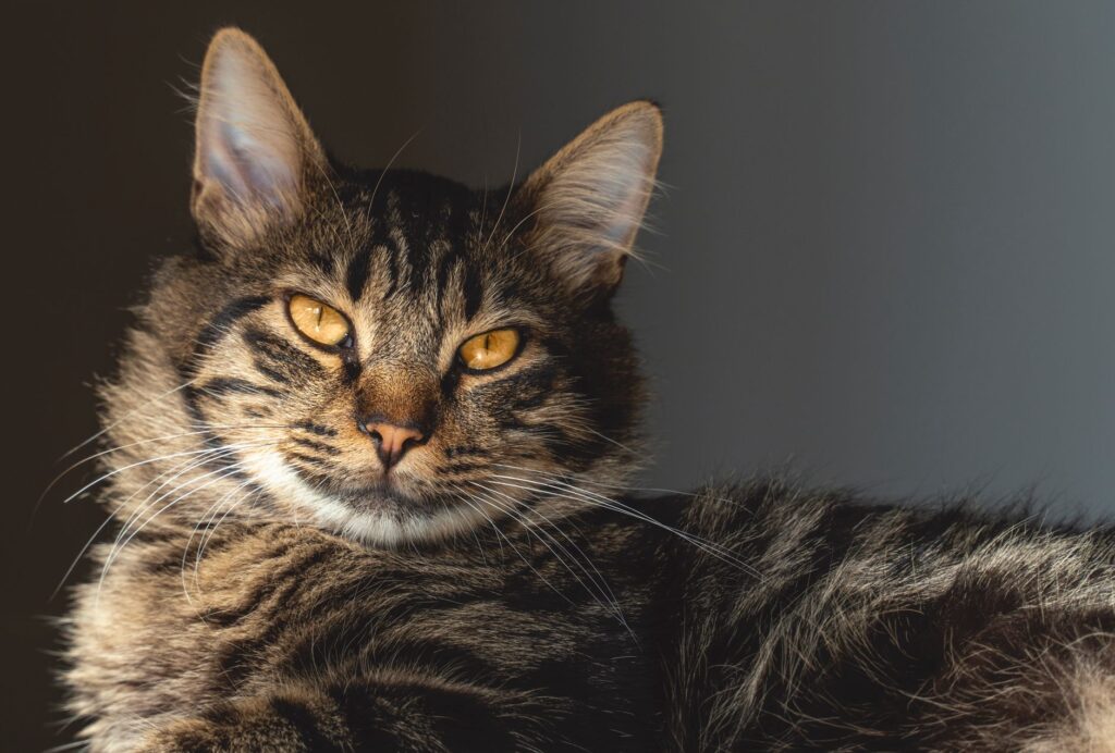 sdma levels in kittens normal or not