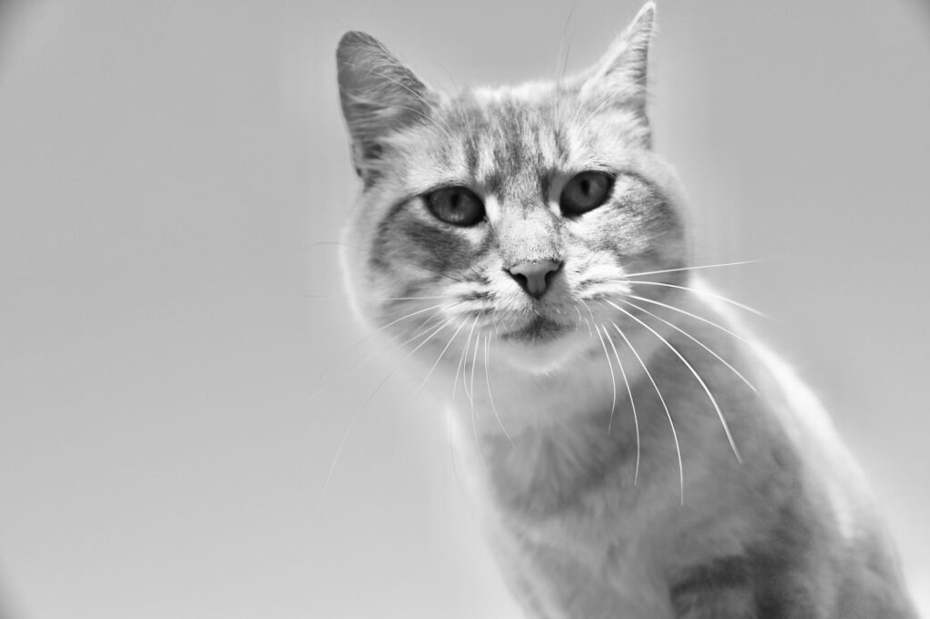 senior cat bun and creatinine kidney function decline