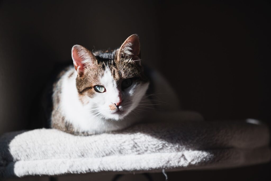 senior cat cbc abnormalities common insights decoded