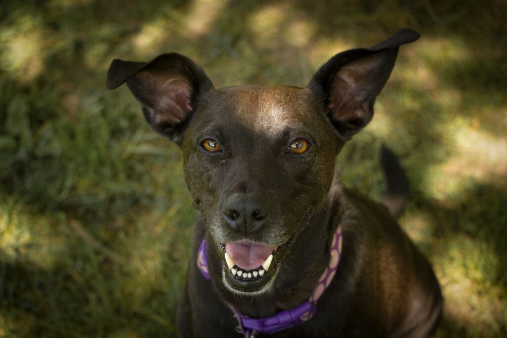 senior dog cbc abnormalities common insights uncovered