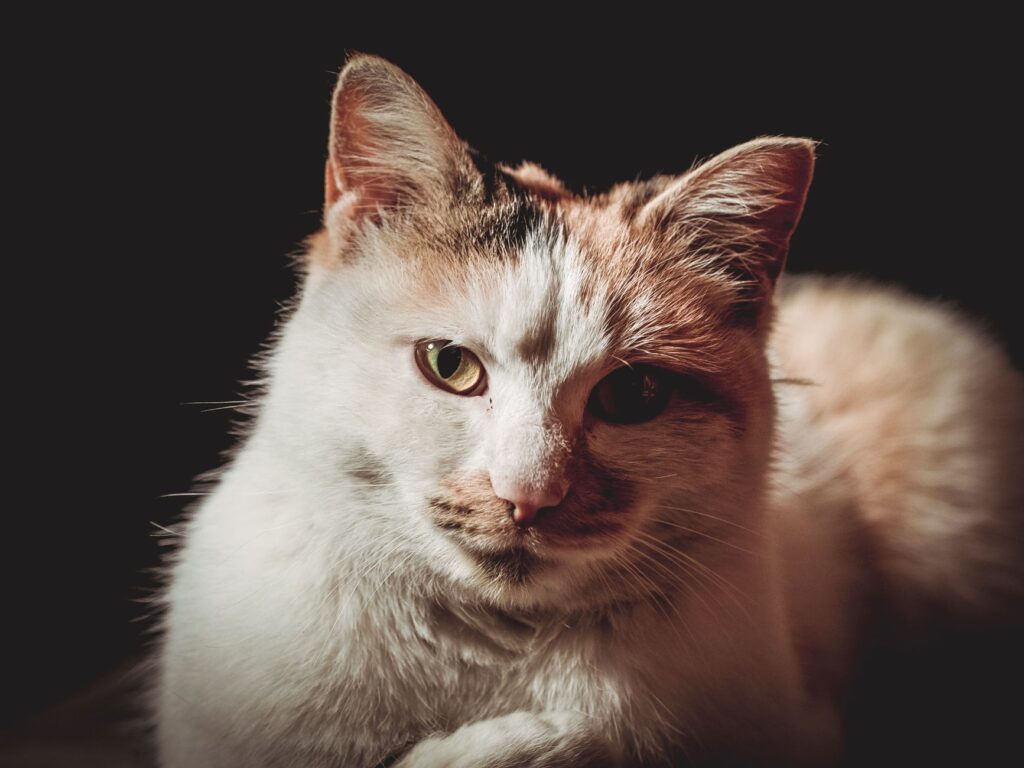 slightly elevated alt in cats should you worry
